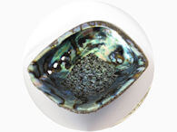 Abalone schelp kopen ~ geurhout.nl