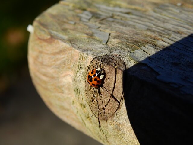 cookiebeleid geurhout