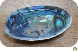 Abalone schelp middel ~ geurhout.shop