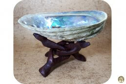 Abalone schelp middel op cobra standaard klein ~ geurhout.shop