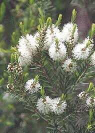 Tea Tree bloemen ~ geurhout.nl