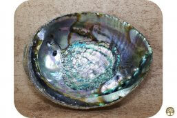 Abalone schelp Groen Groot XL (17 – 19) ~ geurhout.nl