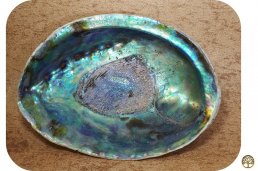 Abalone schelp middel regenboog ~ geurhout.nl