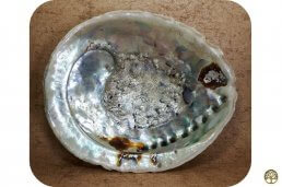 Abalone schelp groot natuur ~ geurhout.nl