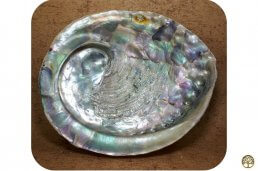 Abalone schelp groot ~ geurhout.nl